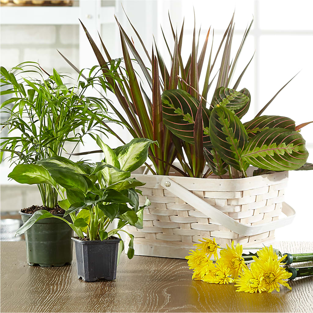 Florist Designed Blooming and Green Plants in a Basket – Babes Floral Design Llc, Old Fort NC