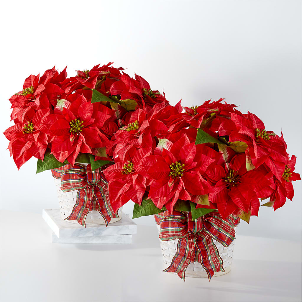 Happiest Holidays Poinsettia Bundle – Babes Floral Design Llc, Old Fort NC