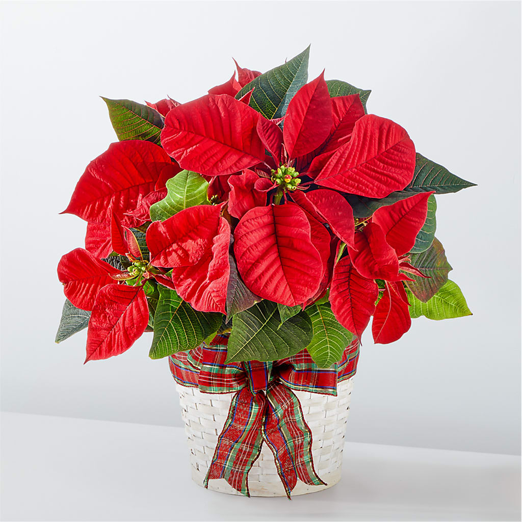 Happiest Holidays Poinsettia – Babes Floral Design Llc, Old Fort NC