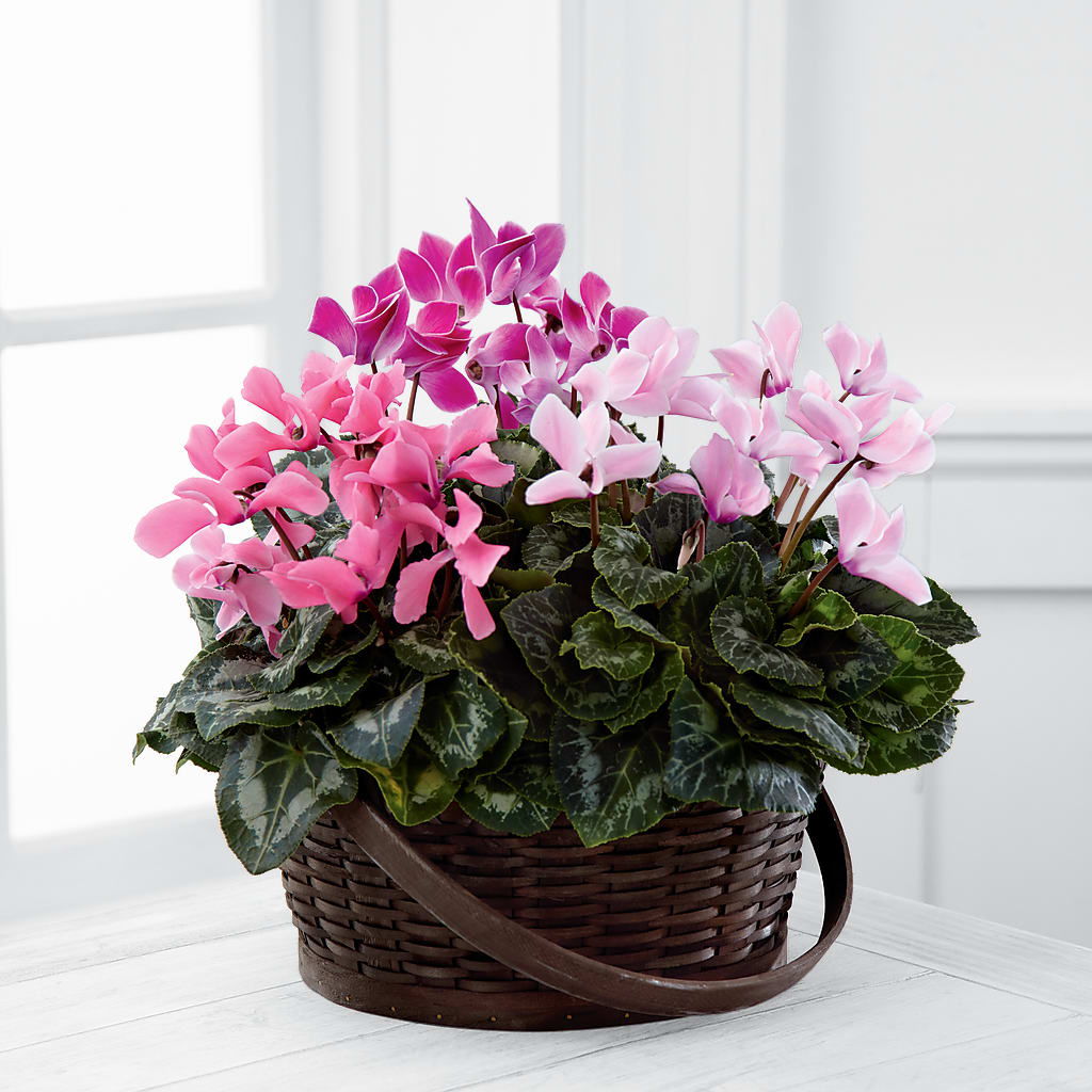 Mixed Cyclamen Planter – Babes Floral Design Llc, Old Fort NC