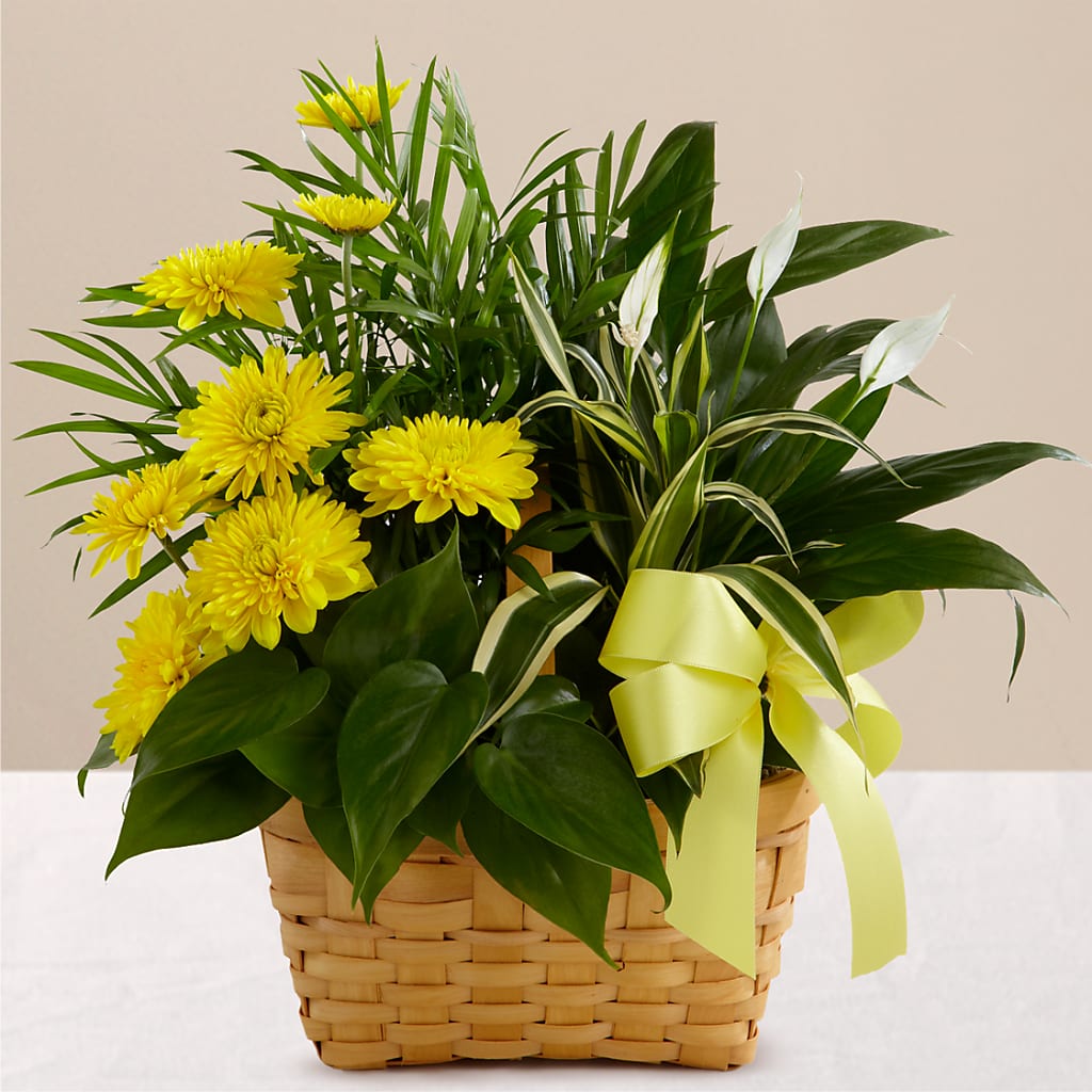 Loving Light Dishgarden – Babes Floral Design Llc, Old Fort NC