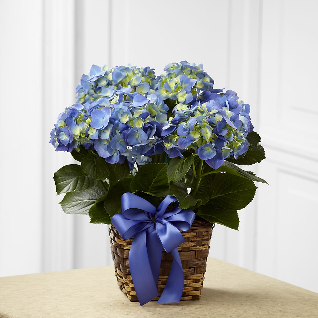 Blue Hydrangea Planter – Babes Floral Design Llc, Old Fort NC