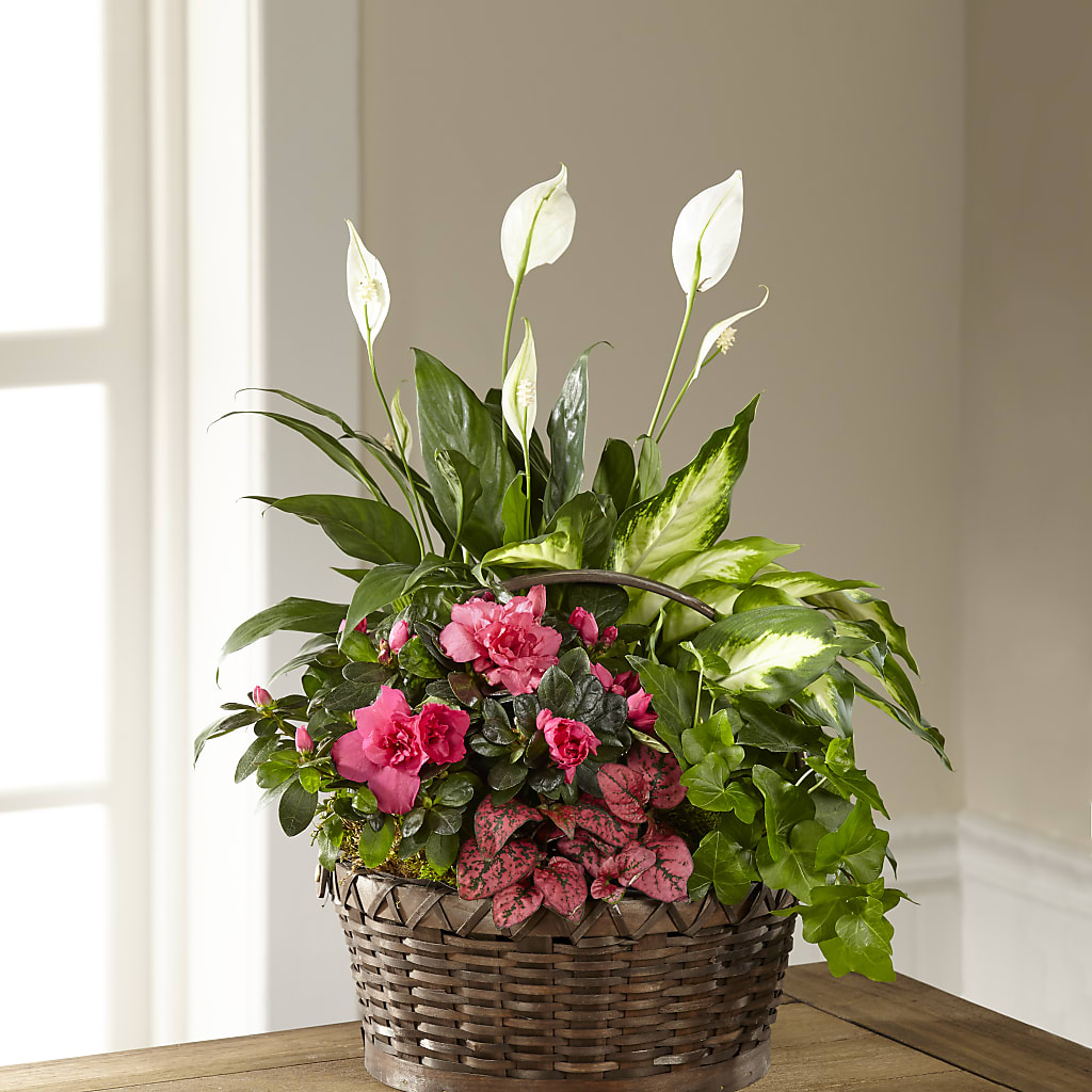 Dream in Pink Dishgarden – Babes Floral Design Llc, Old Fort NC