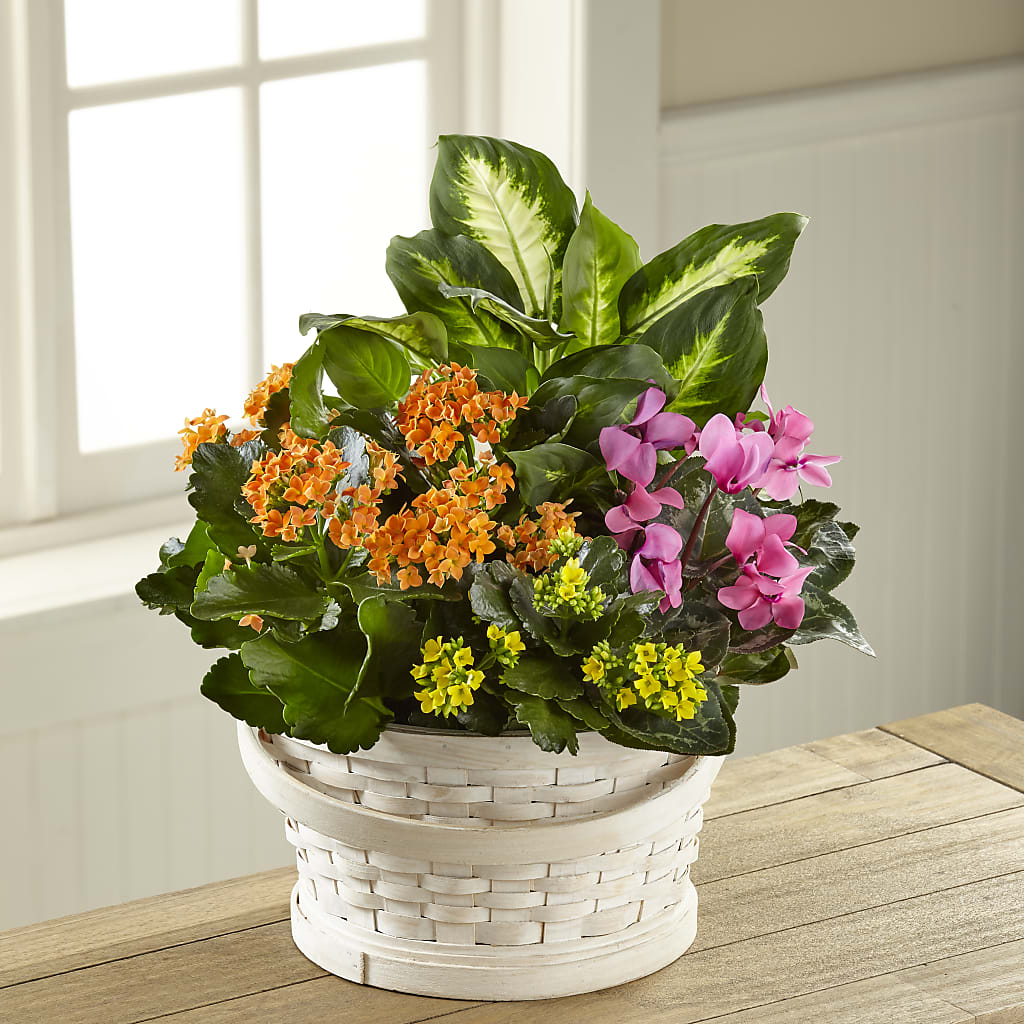 Color Crush Dishgarden – Babes Floral Design Llc, Old Fort NC