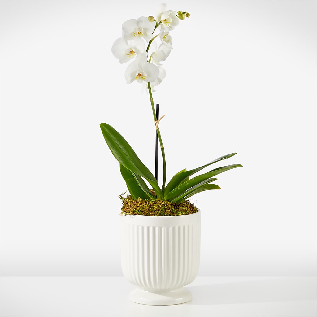 Whispering White Orchid – Babes Floral Design Llc, Old Fort NC