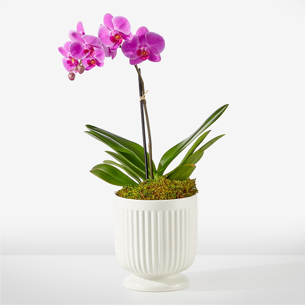 Friendly Fuchsia Orchid – Babes Floral Design Llc, Old Fort NC