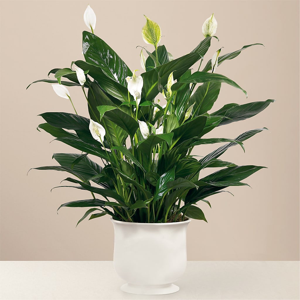 Comfort Planter – Babes Floral Design Llc, Old Fort NC