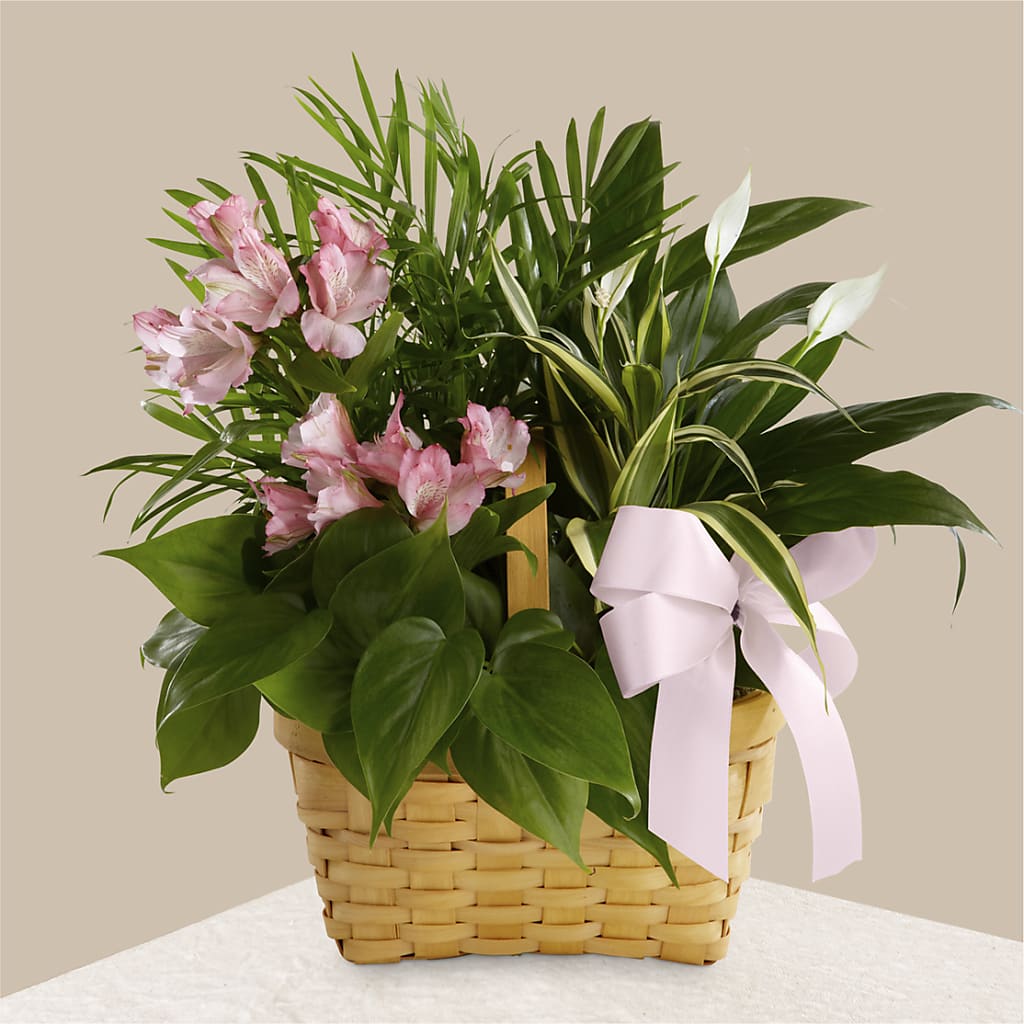 Living Spirit Dishgarden – Babes Floral Design Llc, Old Fort NC