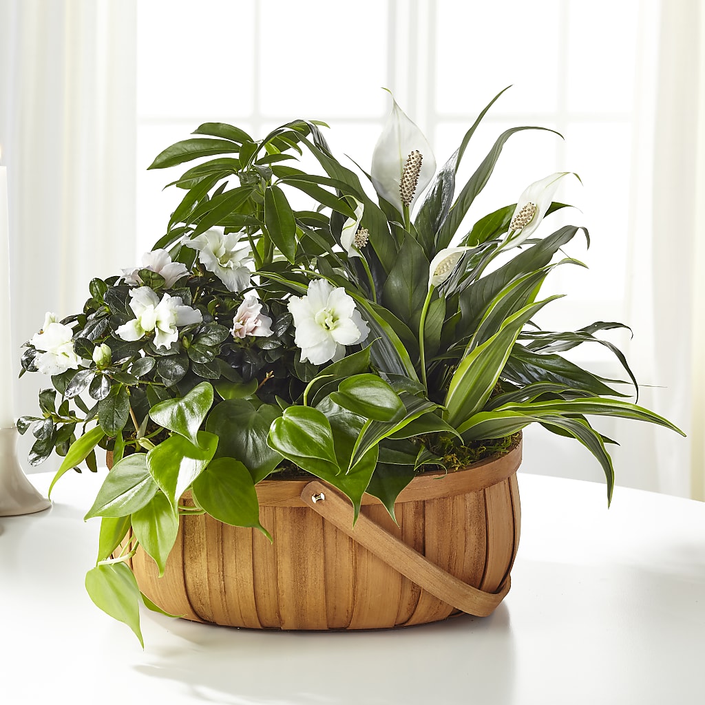 Serene Dishgarden – Babes Floral Design Llc, Old Fort NC