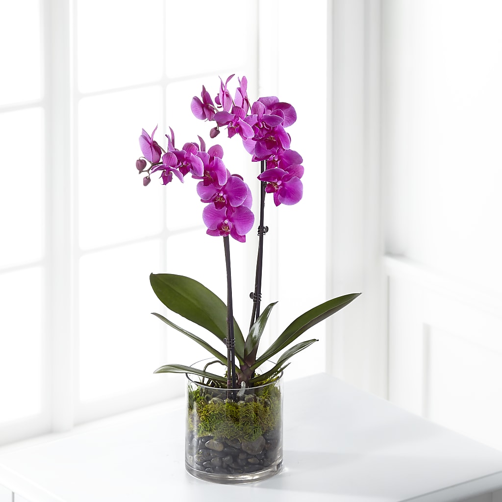 Pink Orchid Plant – Babes Floral Design Llc, Old Fort NC