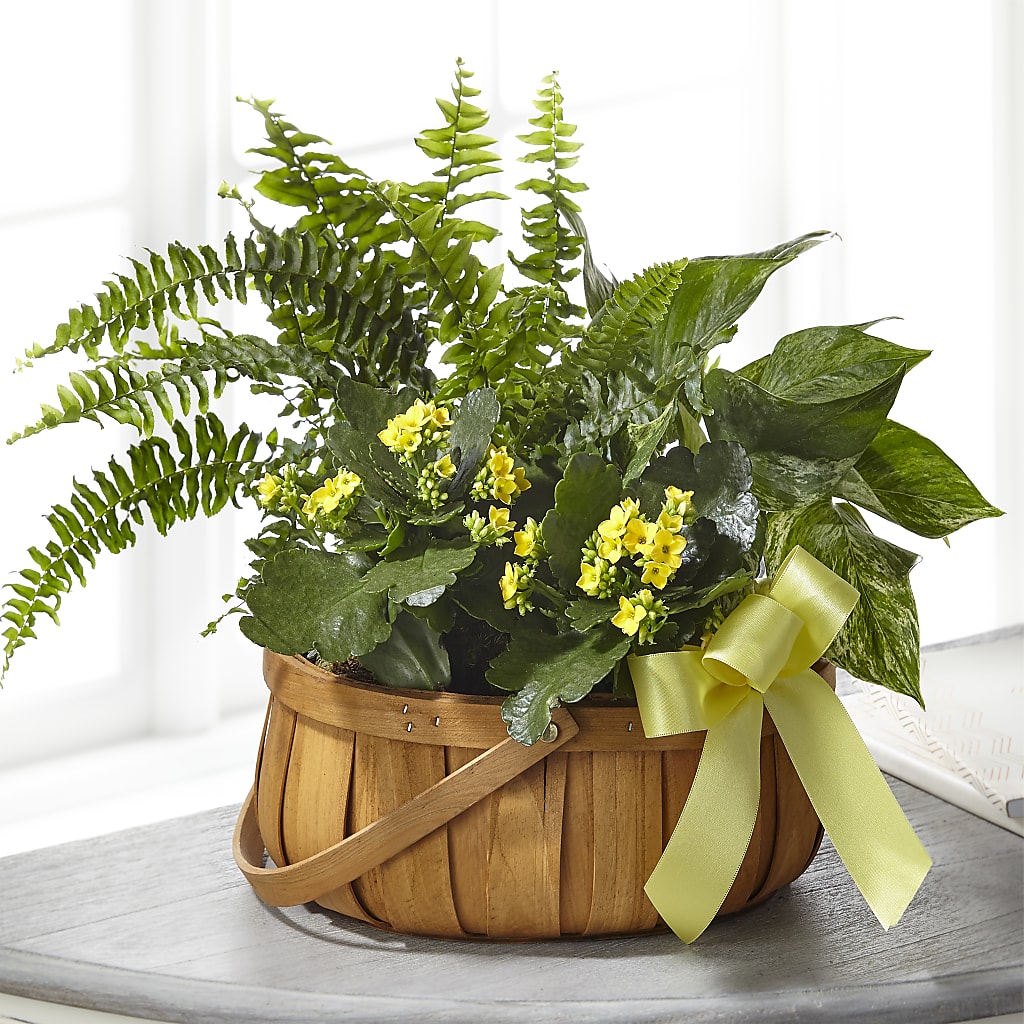 Always Dear Dishgarden – Babes Floral Design Llc, Old Fort NC