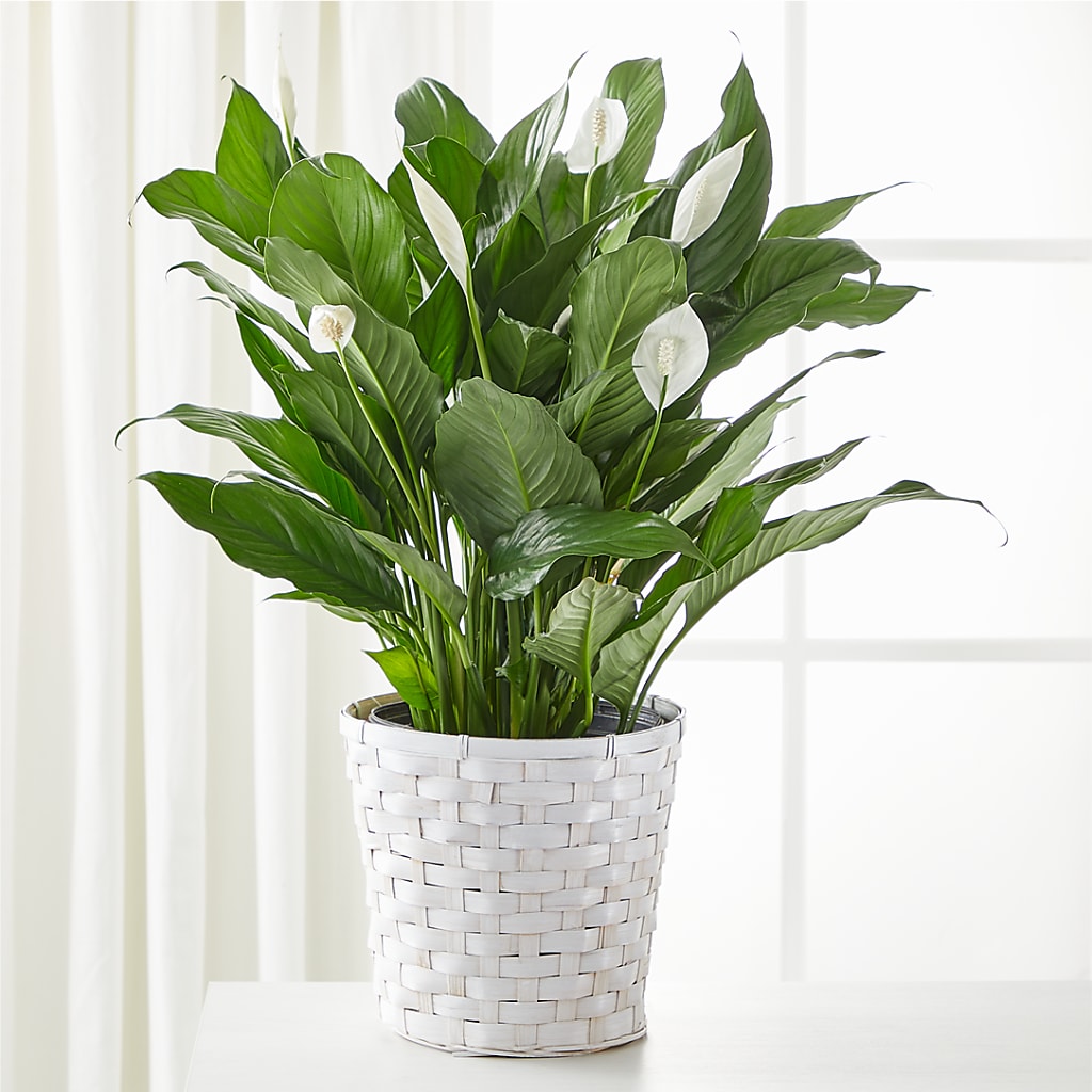 A New Leaf Peace Lily – Babes Floral Design Llc, Old Fort NC