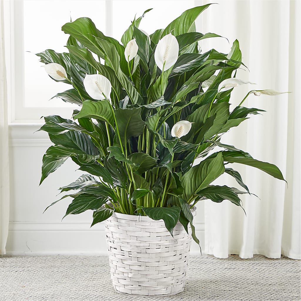 A New Leaf Peace Lily – Babes Floral Design Llc, Old Fort NC