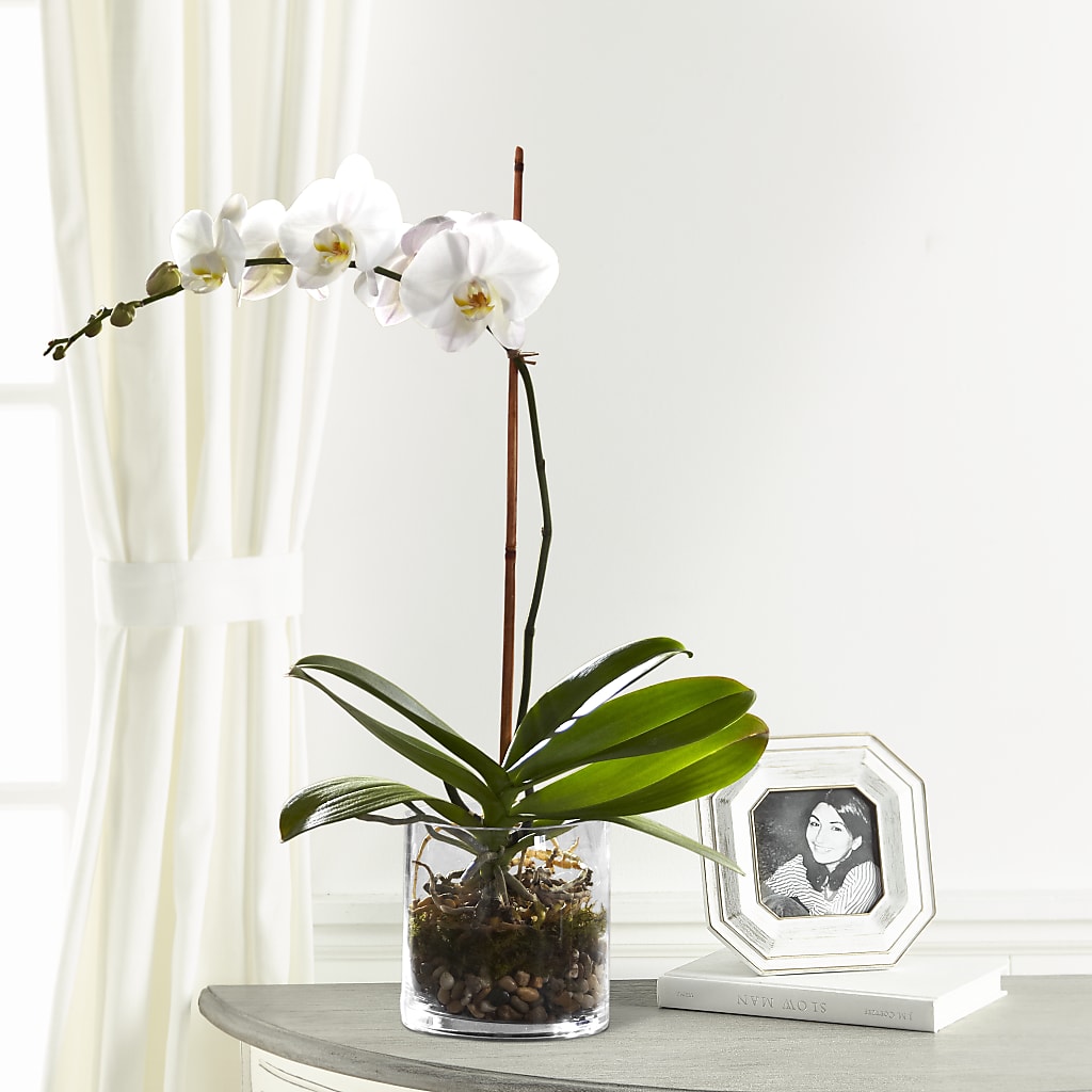 White Orchid Planter – Babes Floral Design Llc, Old Fort NC