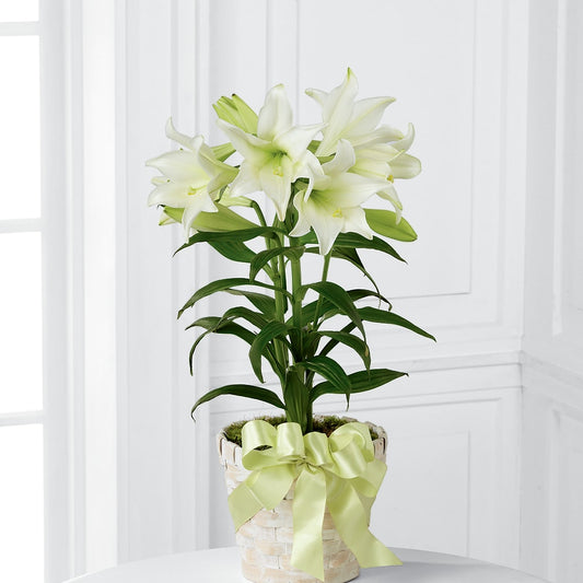 Easter Lily Plant –  Babes Floral Design Llc, Old Fort NC