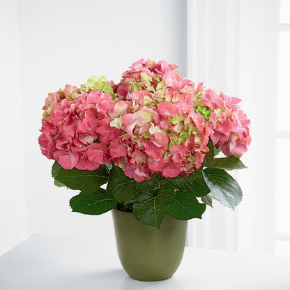 Pink Hydrangea Planter –  Babes Floral Design Llc, Old Fort NC