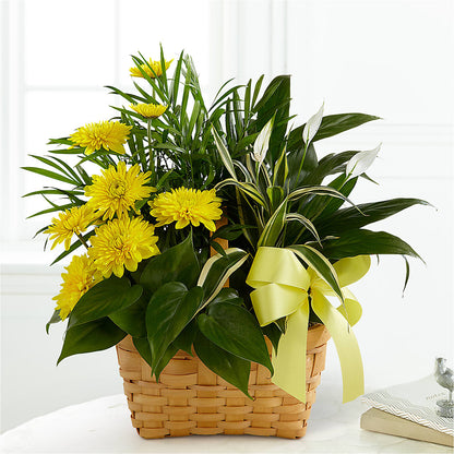 Loving Light Dishgarden –  Babes Floral Design Llc, Old Fort NC
