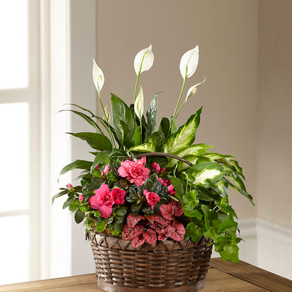 Dream in Pink Dishgarden –  Babes Floral Design Llc, Old Fort NC