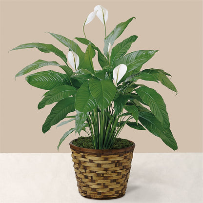 Tranquil Moments Peace Lily Plant –  Babes Floral Design Llc, Old Fort NC