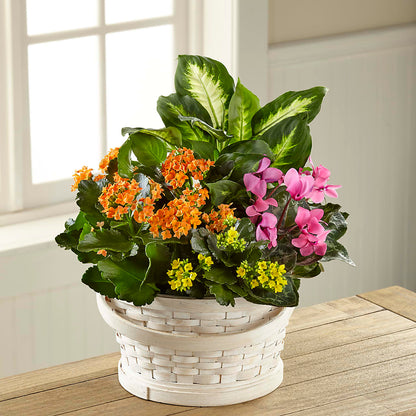 Color Crush Dishgarden –  Babes Floral Design Llc, Old Fort NC