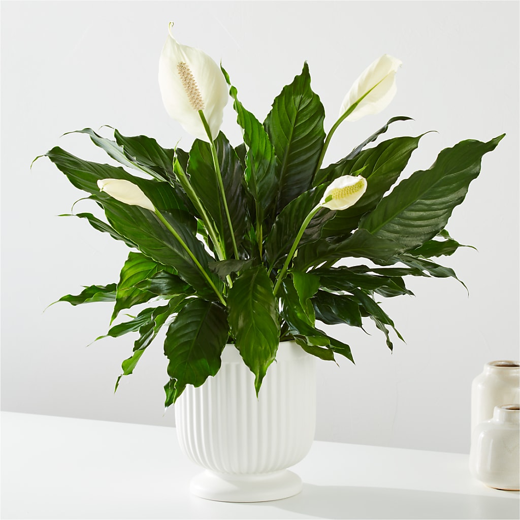 Comfort Planter –  Babes Floral Design Llc, Old Fort NC