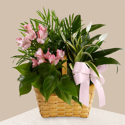 Living Spirit Dishgarden –  Babes Floral Design Llc, Old Fort NC