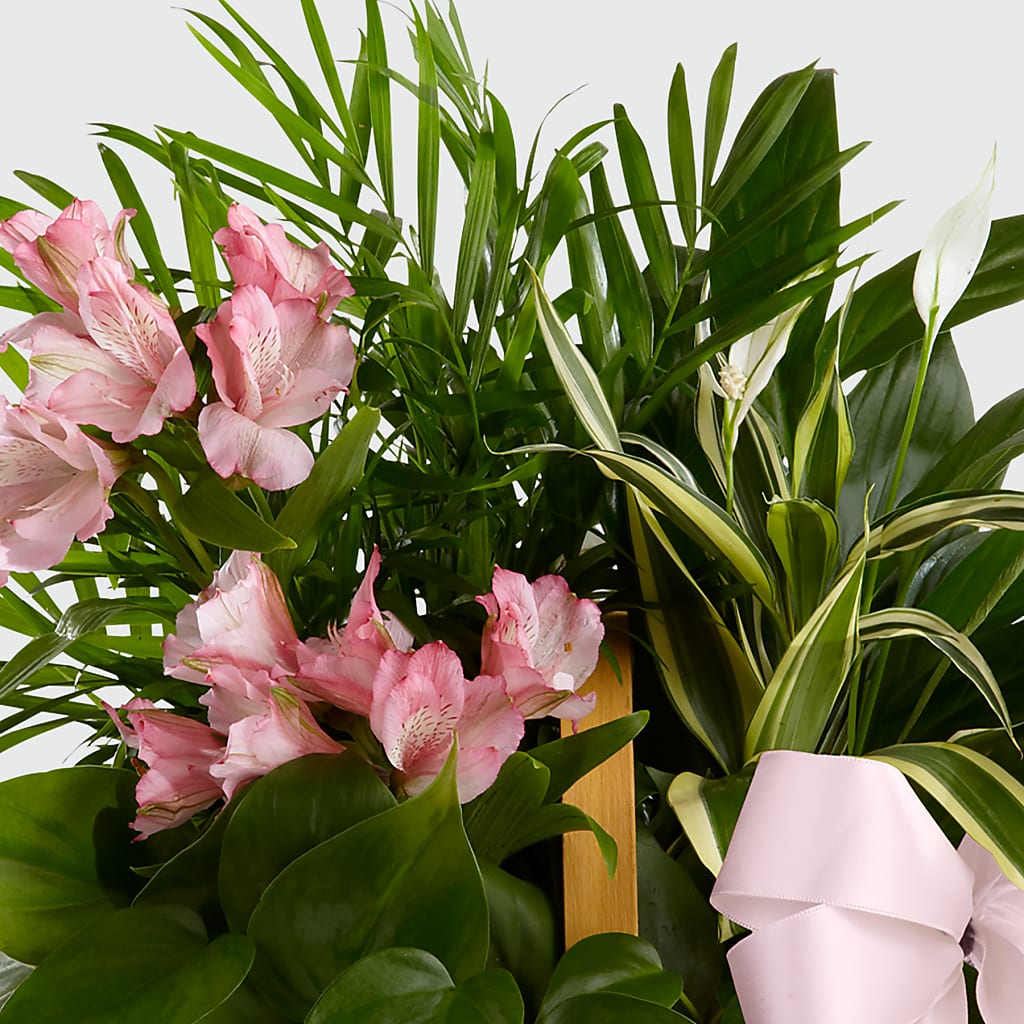 Living Spirit Dishgarden –  Babes Floral Design Llc, Old Fort NC