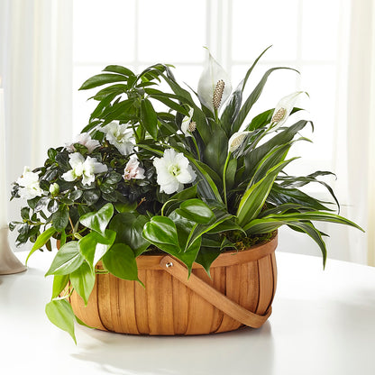 Serene Dishgarden –  Babes Floral Design Llc, Old Fort NC