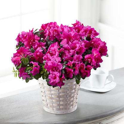 Hope & Serenity Azalea Plant –  Babes Floral Design Llc, Old Fort NC