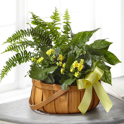 Always Dear Dishgarden –  Babes Floral Design Llc, Old Fort NC