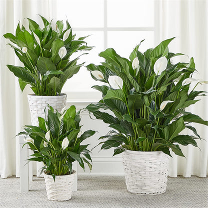 A New Leaf Peace Lily –  Babes Floral Design Llc, Old Fort NC