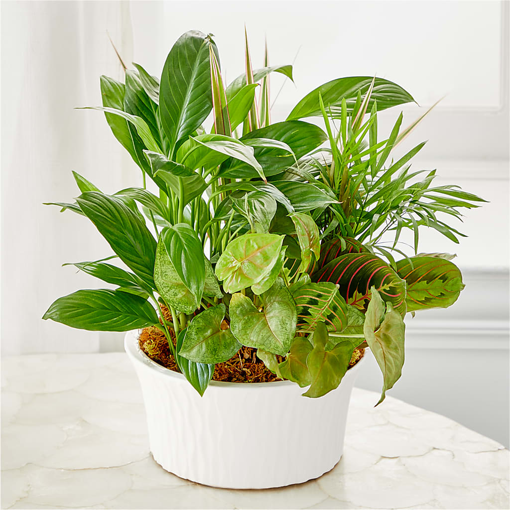 Balance & Harmony Dishgarden –  Babes Floral Design Llc, Old Fort NC