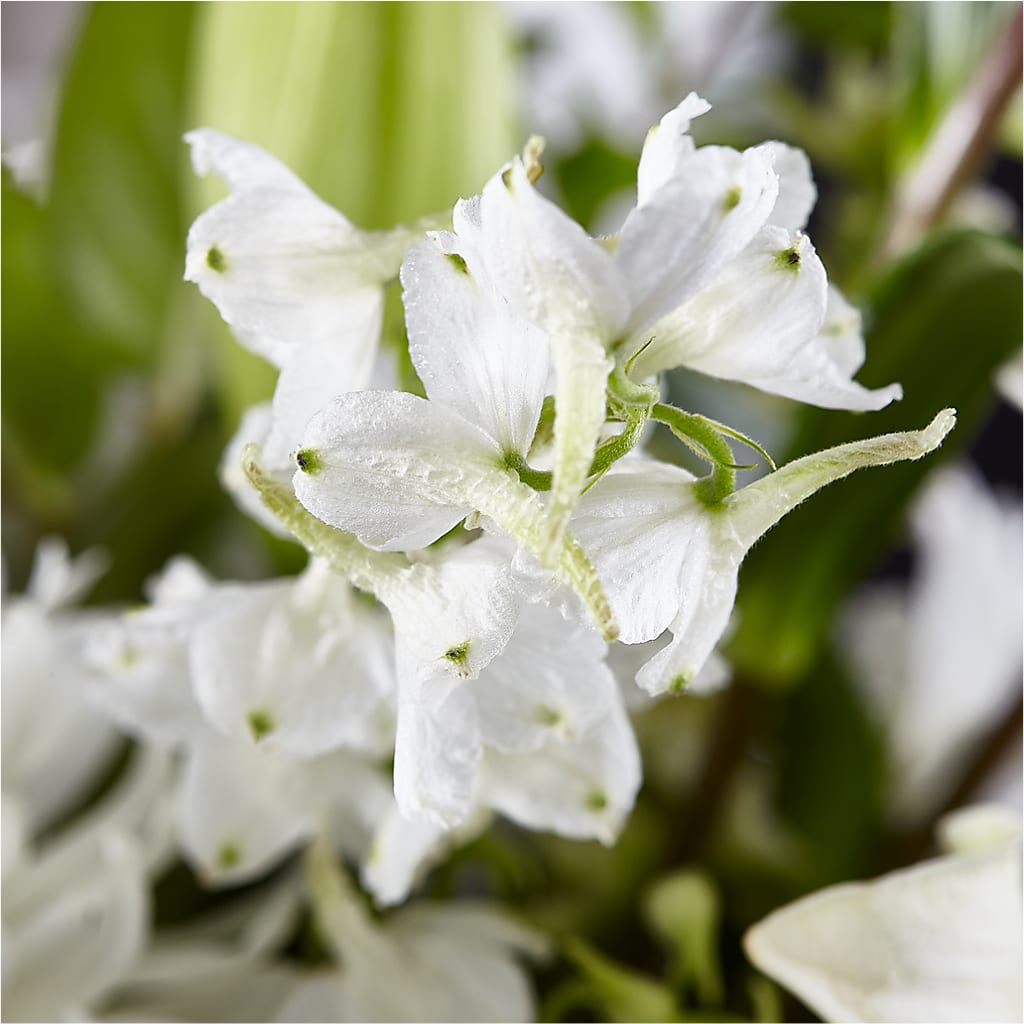 Classic Ivory – A Florist Original –  Babes Floral Design Llc, Old Fort NC