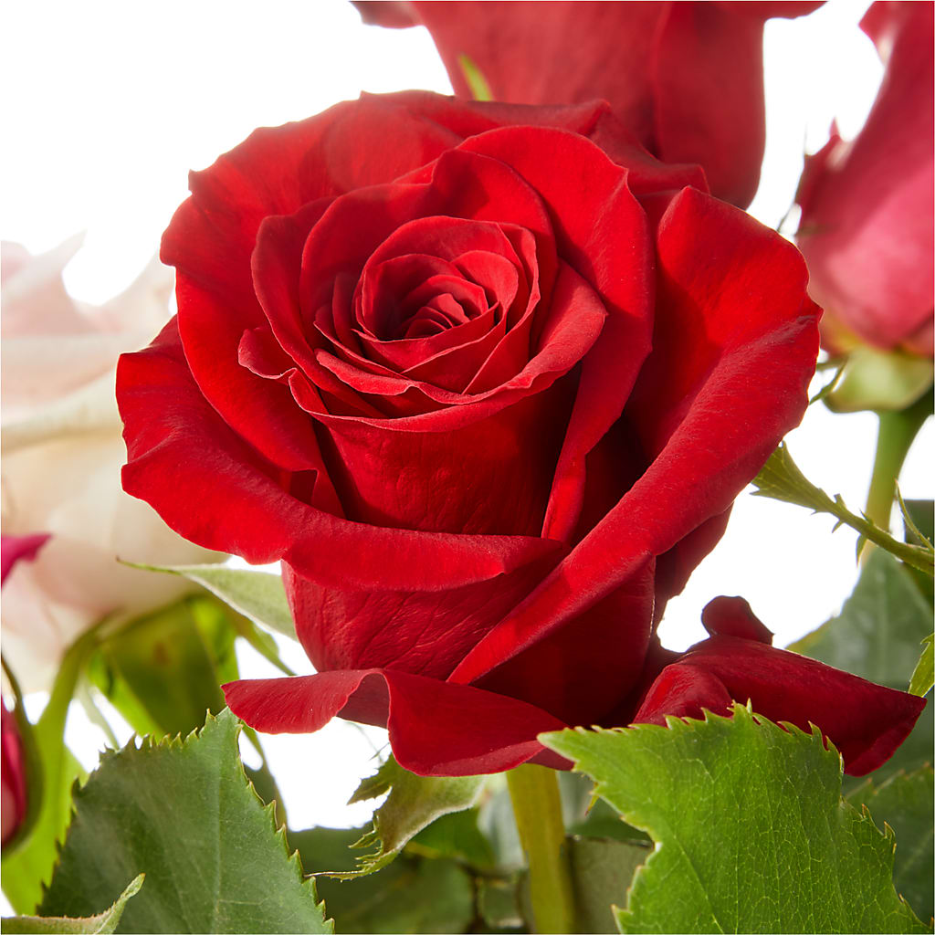 Love Notes Rose Bouquet –  Babes Floral Design Llc, Old Fort NC